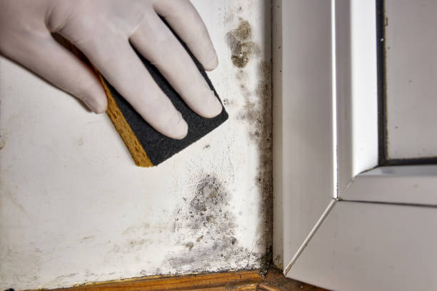 Best Real Estate Mold Inspection  in Bridgetown, OH